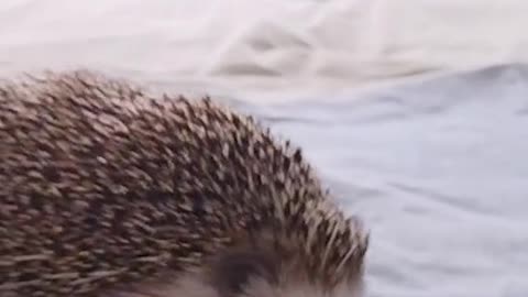 Kissing my hedgeho