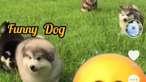 Best funny dogss🐕🌳