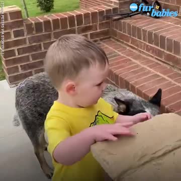 Protective pup protects toddler every step of the way l GMA