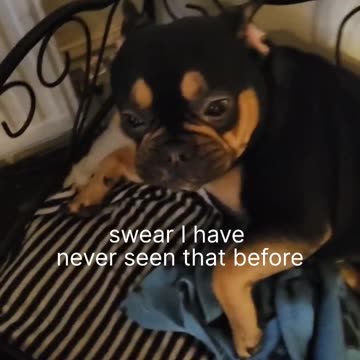 Kenzo caught in the act 🤭🤣