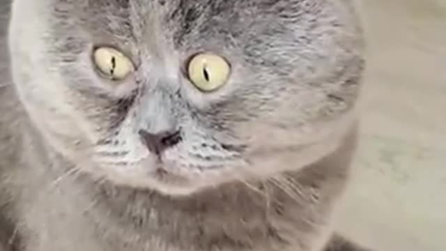 It's a cat