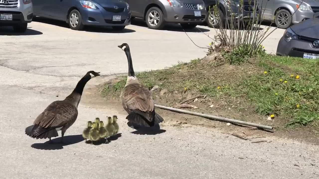 Canada goose vs hawk