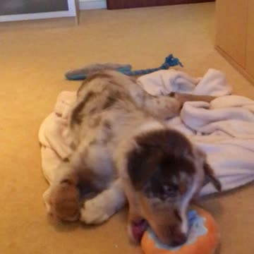 Puppy is very excited about his new toy