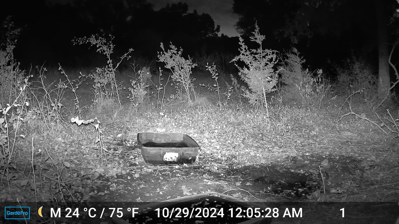 Coyote Drags Water Tub 1