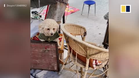 Dog ‘helps’ elderly owners move cart across road in China