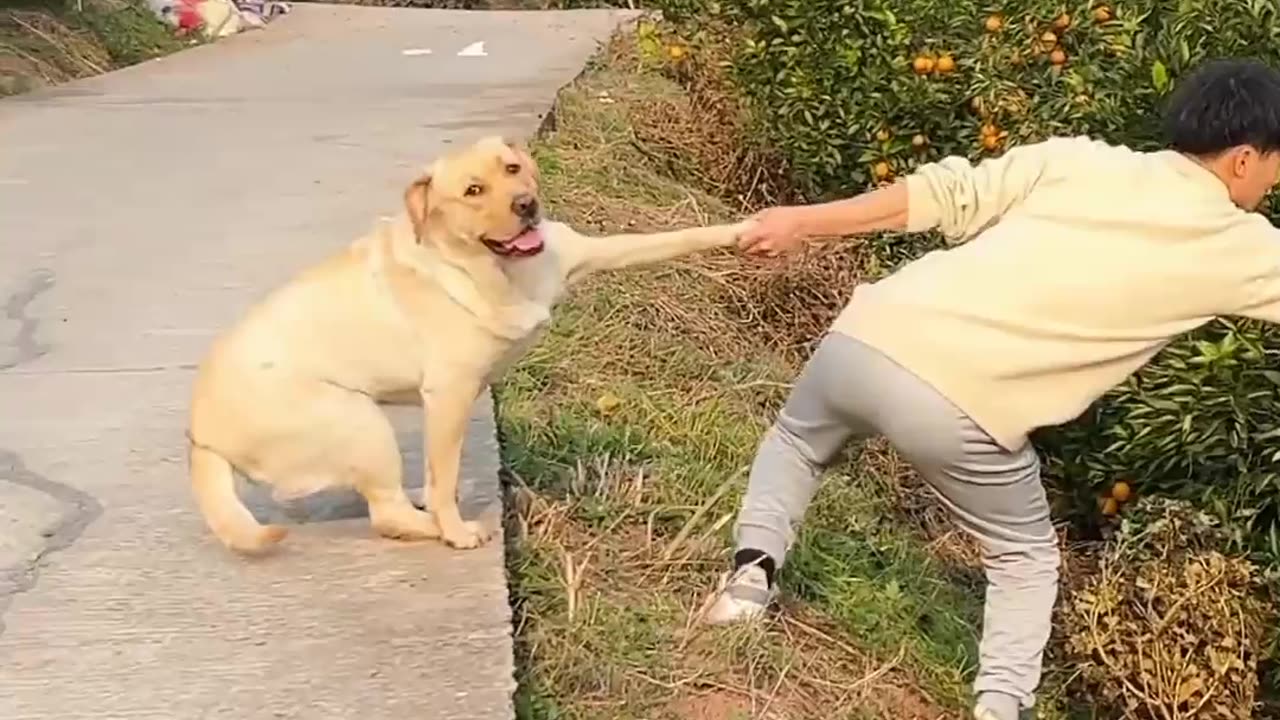 Dog and funny video