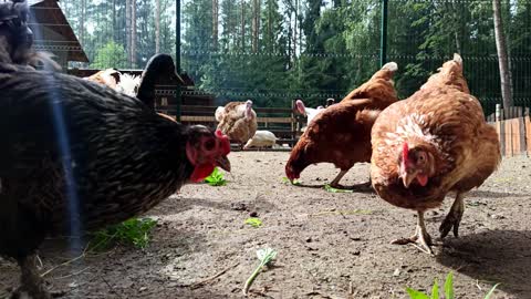 the sound of farm chickens and ducks