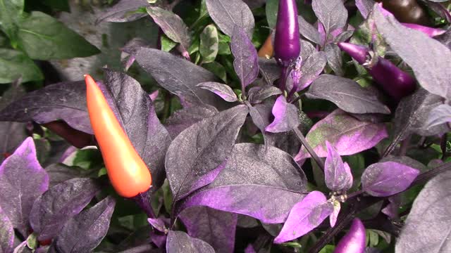 An Unnamed F2 Pepper Plant With Purple Highlights - It's Looking Good!