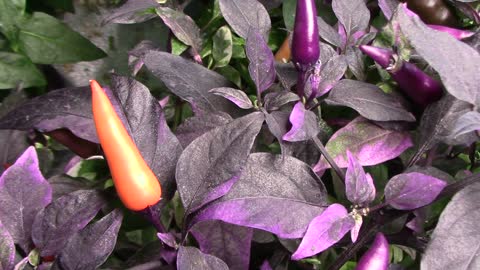 An Unnamed F2 Pepper Plant With Purple Highlights - It's Looking Good!