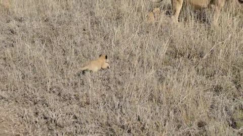 ADORABLE SIX LION CUBS ENJOY THEIR FIRST OUTDOOR ADVENTURE