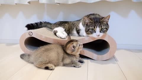 playful kitten and father cat on holiday