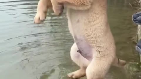 a cute dog that can swim