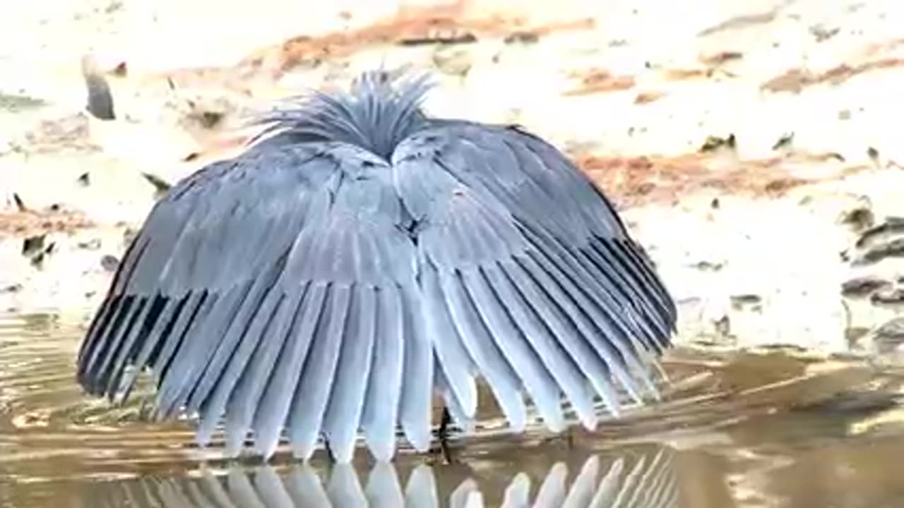 Beautiful Bird drinking water