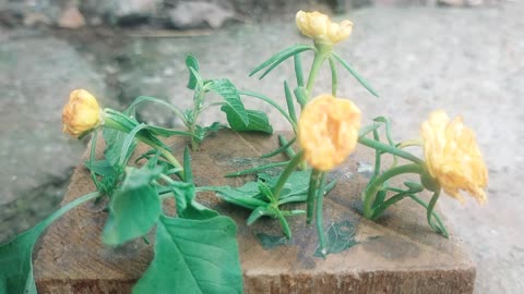 Lakadi oe Flowers