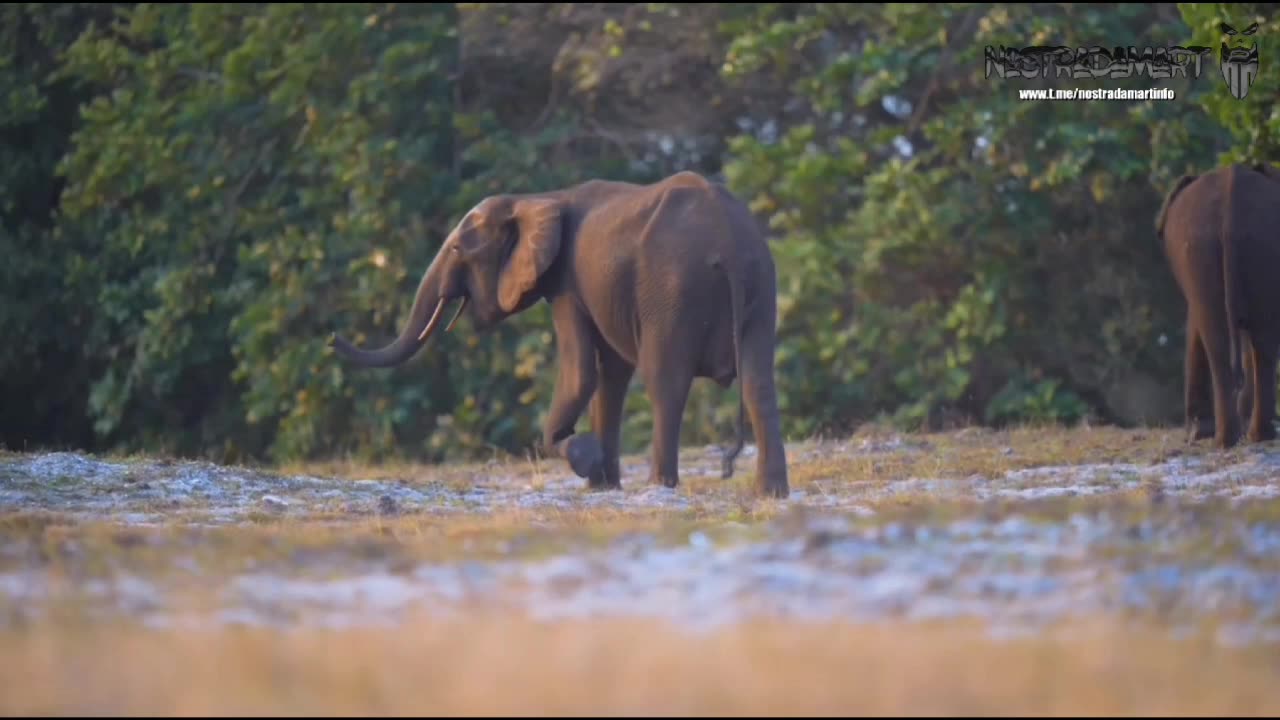 Intermède Gabon