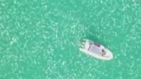 Jellyfish swarm a boat in Israel