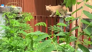 Cat Seems Unbothered by Territorial Bird