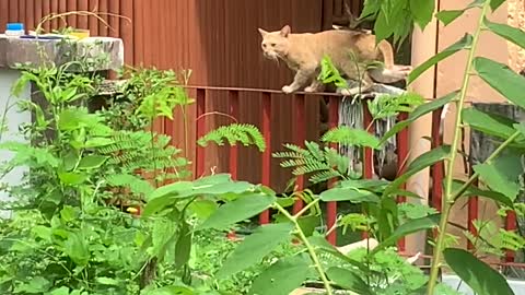 Cat Seems Unbothered by Territorial Bird