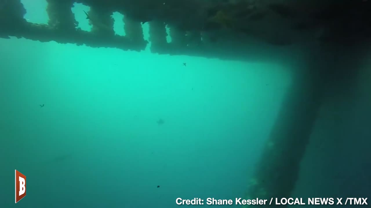 CREEPY! Massive Seaweed Blob Floats over Divers Off Coast of Louisiana