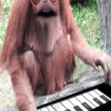 "I'm Orangutang!"