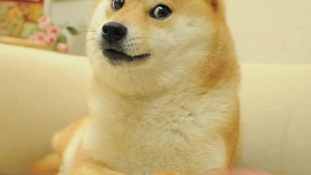 Dogs lover