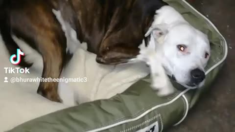 Pitbull Gets New Bed From Rogz.