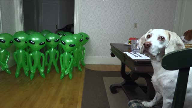 Dogs vs Mini Aliens Prank! Funny Dog Maymo & Potpie Pranked by Alien Invasion