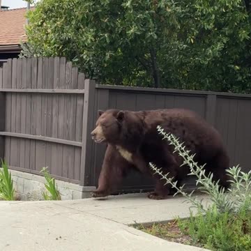 California stroll 🤣🤣
