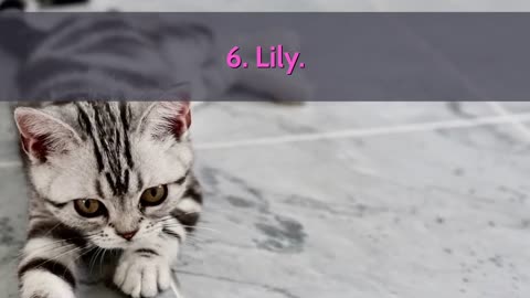 The ten most adorable cat names