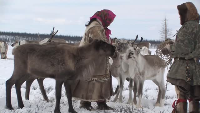 They feed the deer while visiting the Nenets