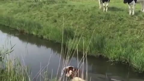 News Break: look at this cow swimming