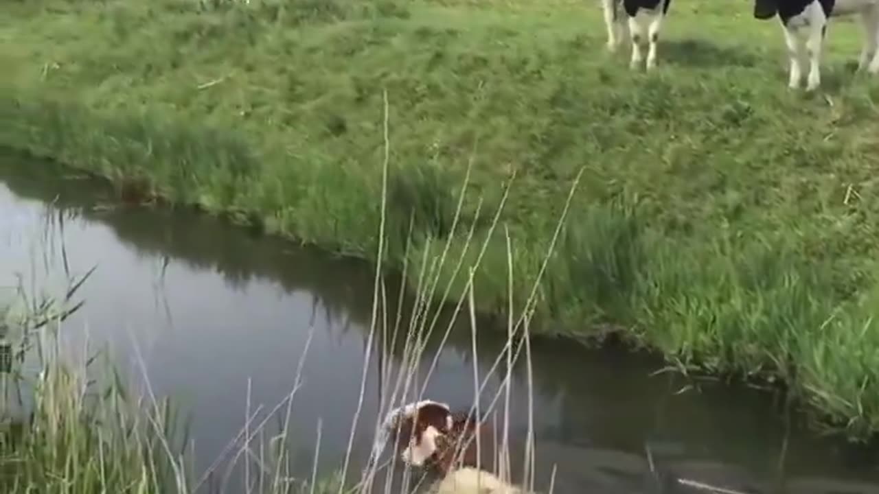 News Break: look at this cow swimming