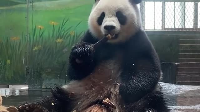 giant pandas