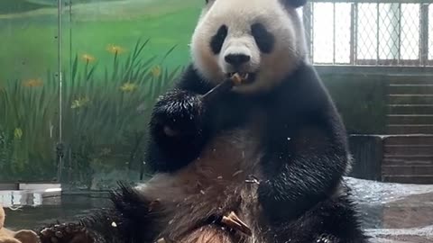 giant pandas