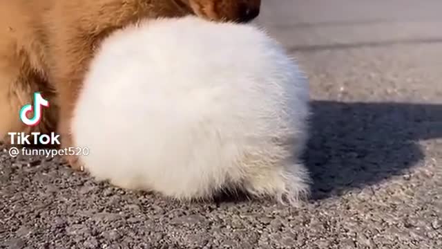 Funny dog and rabbit video . Animal