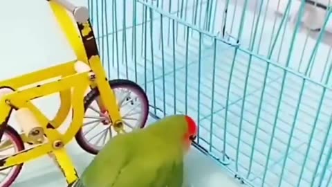 Parrot smart show