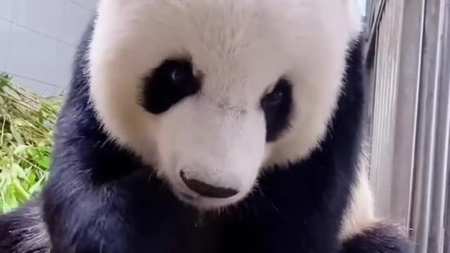 Pandas eat bamboo shoots