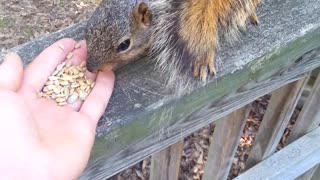 Squirrel Springs for Seeds