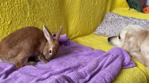 Golden Retriever and Baby Bunnies 7 days old [Friendliest Dog]