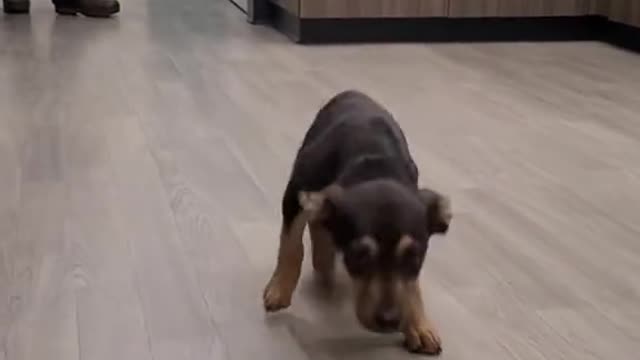 Naughty Dog Dancing as Master Sing Up