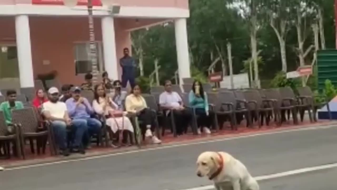 Indian army dog training Trend