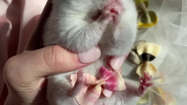 Cute Hamster Eating