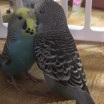 Budgies meet for the first time