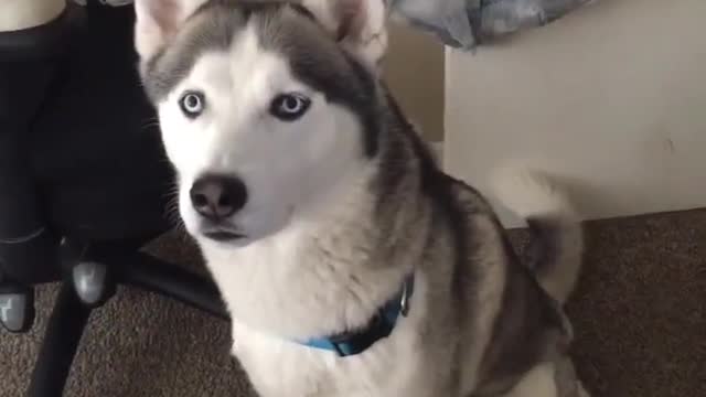 Cute Siberian Husky Dog Speaking