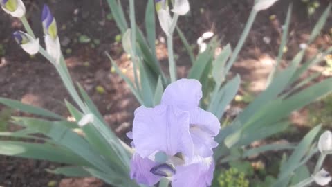 Iris