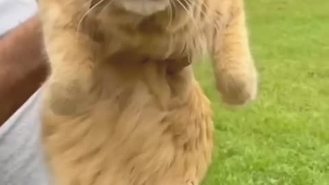 Funny Cats Viral