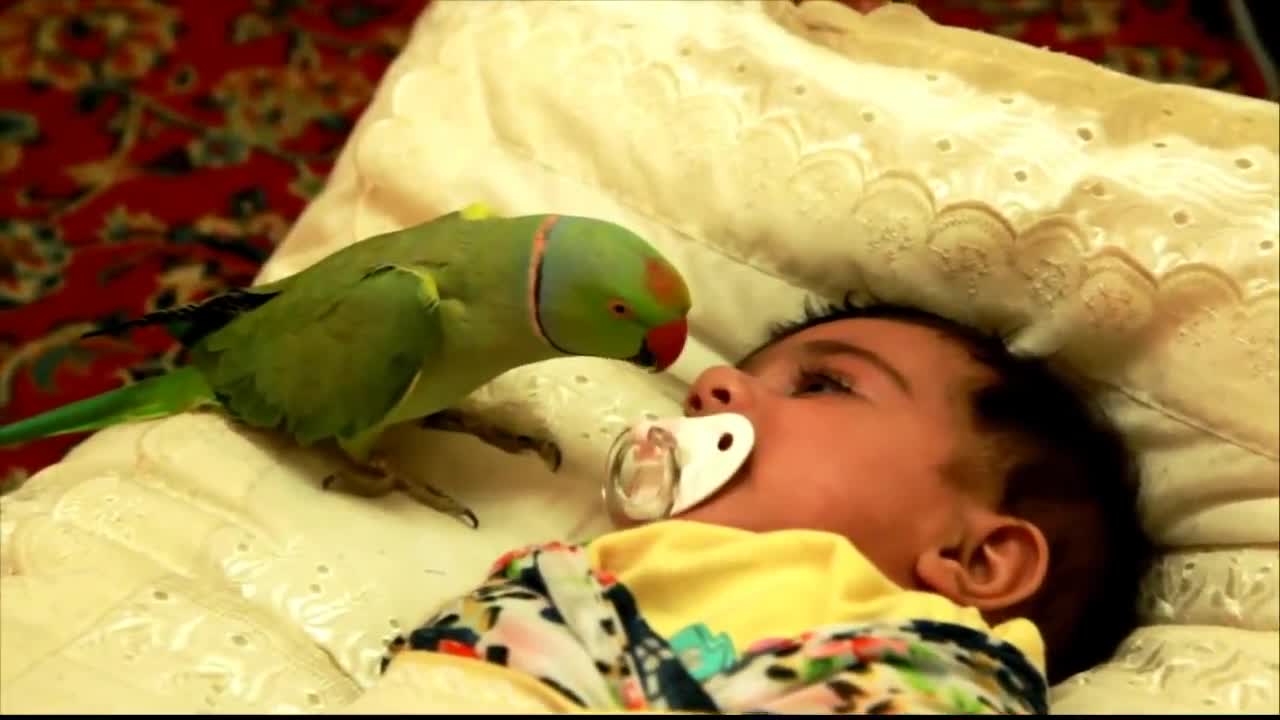 Parrot to take care of the baby