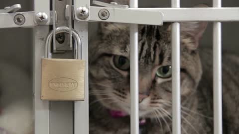 Close Up Cat In Locked Cage