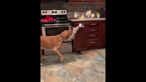 Cute animals (Dogs vs Calf)