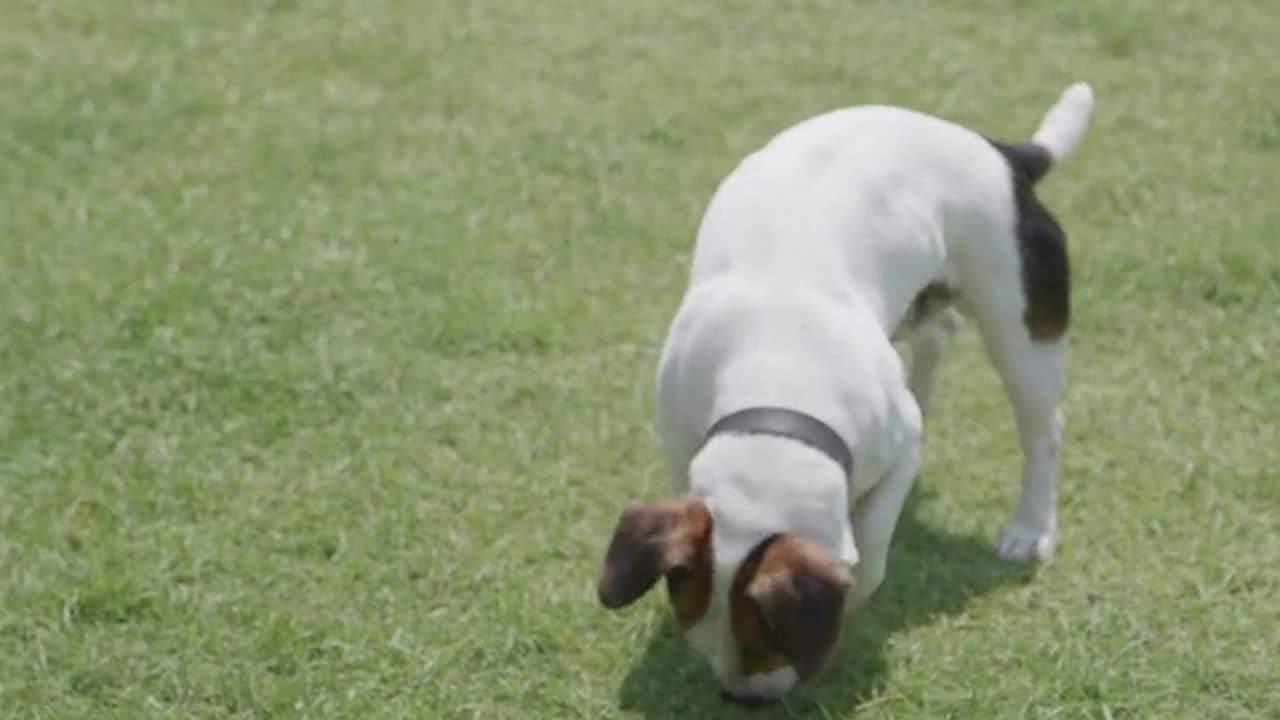 Funny animal's funny dog's
